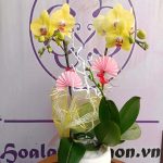 Lan hồ điệp vàng trang trí bàn làm việc