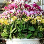 Tháp hồ điệp 156 cành