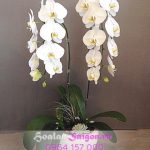 Sánh đôi 1 - AU111