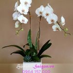 Chậu lan hồ điệp - AU115