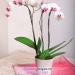 Chậu lan hồ điệp mini - MN101