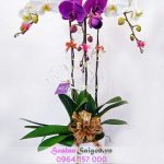 Chậu lan hồ điệp - TT104