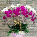 Chậu lan hồ điệp - TT106