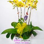 Chậu lan hồ điệp vàng - TT108