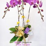 Chậu lan hồ điệp tím - TT112
