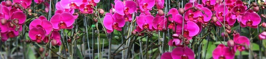 Lan hồ điệp tại Quận 1