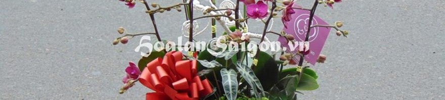 Gia ban hoa lan ho diep