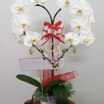 hoa lan hồ điệp trắng trái tim