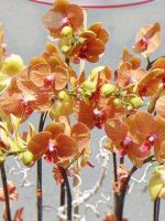 Lung linh - TT208 - Ảnh 3
